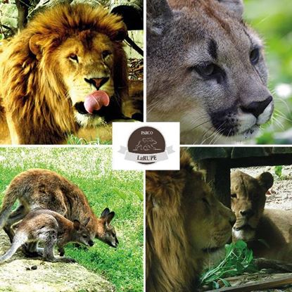 Picture of Biglietto Ingresso per 1 persona Parco Zoo La Rupe