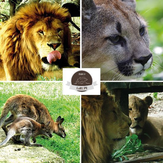 Picture of Biglietto Ingresso per 1 persona Parco Zoo La Rupe